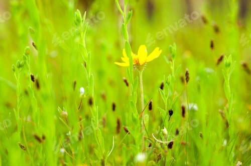 Preview: Beautiful floral spring abstract background of nature