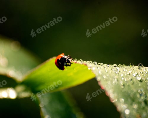 Preview: ladybird on grass