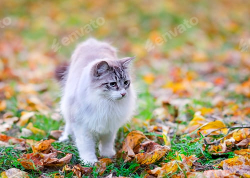 Preview: birman cat in nature
