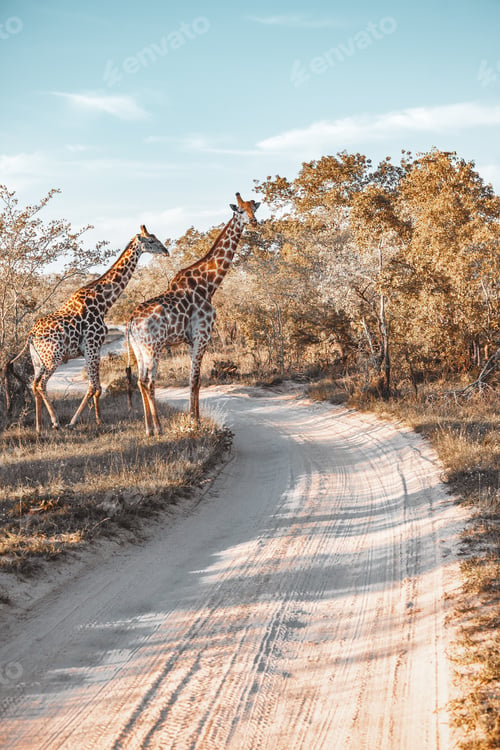 Preview: Giraffes of South Africa
