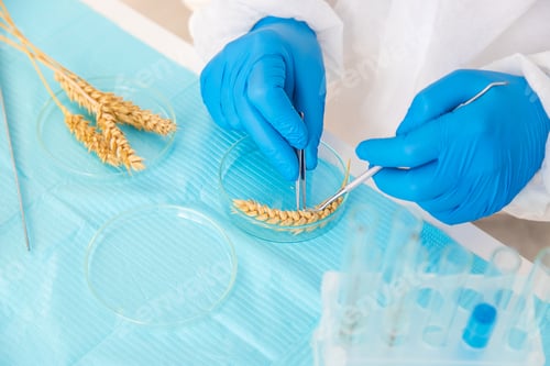 Preview: laboratory testing of wheat ears. Selective focus.