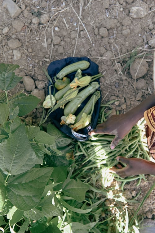 Preview: black woman farmer hands pick harvest zucchini with flower from vegetable garden in summertime