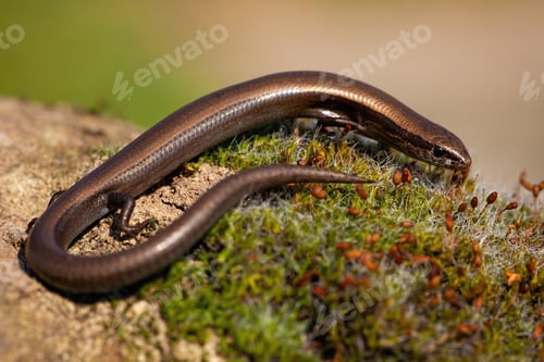 Preview: European copper skink, ablepharus kitaibelii, on a green moss in nature