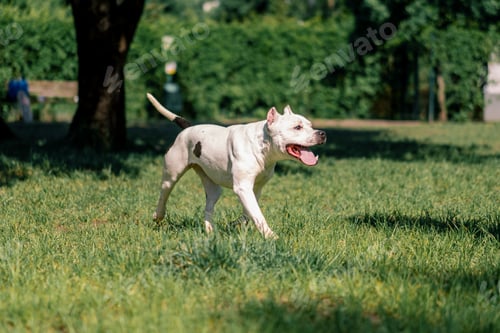 Preview: white dog pitbull staffordshire terrier on a walk in the park playing on the grass summer animals