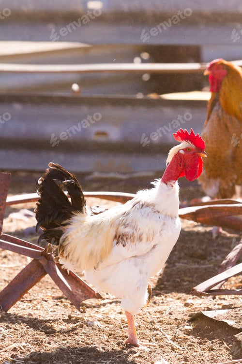 Preview: Free range chickens