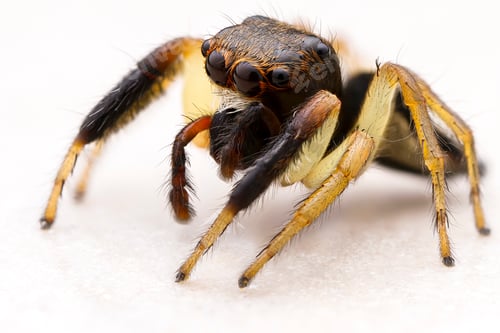 Detailed Close-Up of an Adult Jumping Spider