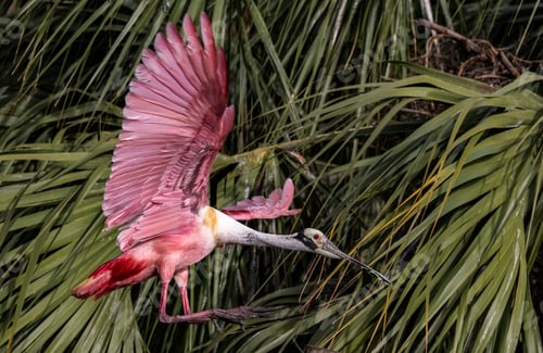 Preview: Roseate Spoonbill in Southern Florida