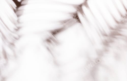 Preview: Palm leaves and shadows on a color wall background.