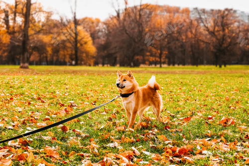Preview: Akita Inu dog walks on a leash in the park. Leisure dog walking, friendship with a pet