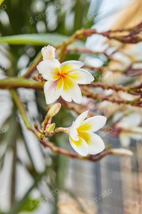 Preview: Flowering plant Sacuanjoche or Plumeria rubra beauty of tropical flora, exotic plants