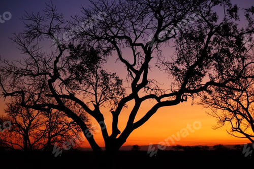 Preview: Safari Sunset Londolozi Game Reserve, Kruger National Park South Africa
