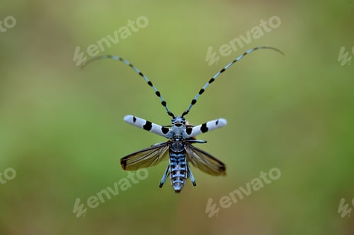 Preview: Alpine longhorn beetle flying in summertime nature