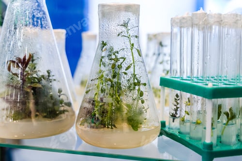 Preview: mother plants in vitro