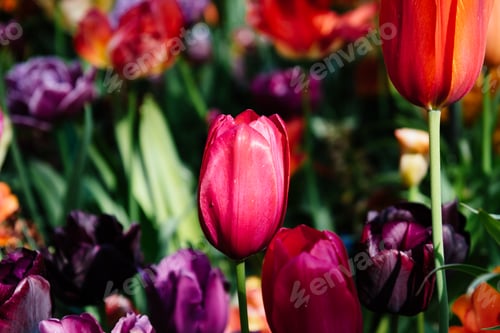 Preview: Colorful spring fresh dutch tulips. Assorted colors