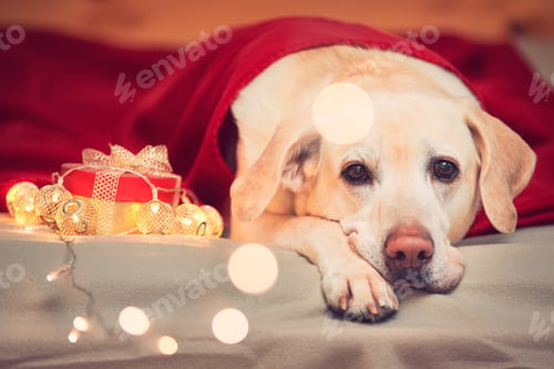 Preview: Celebrations (Christmas or birthday) with cute dog
