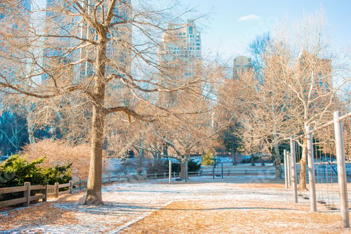Preview: Beautiful Central Park in New York City
