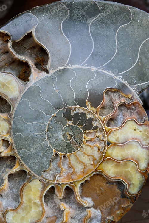 Preview: Vertical closeup of the polished nautilus fossil.