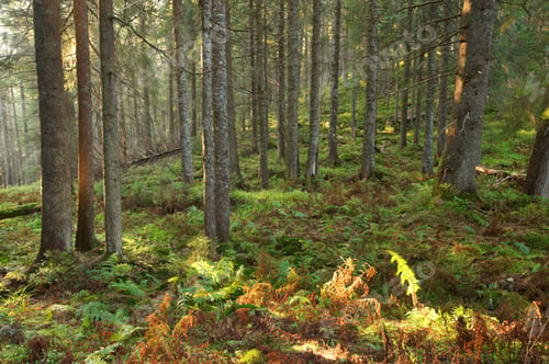 Preview: beautiful green forest with sunlight