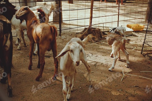 Preview: Goats with ear tags staying on cattle farm. Farm livestock farming for the industrial production of