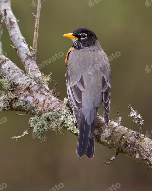 Preview: American Robin