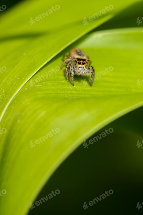 Preview: Jumping spider on green leaf