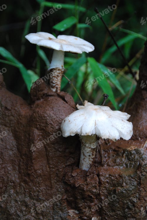 Preview: A forest mushroom in a natural background