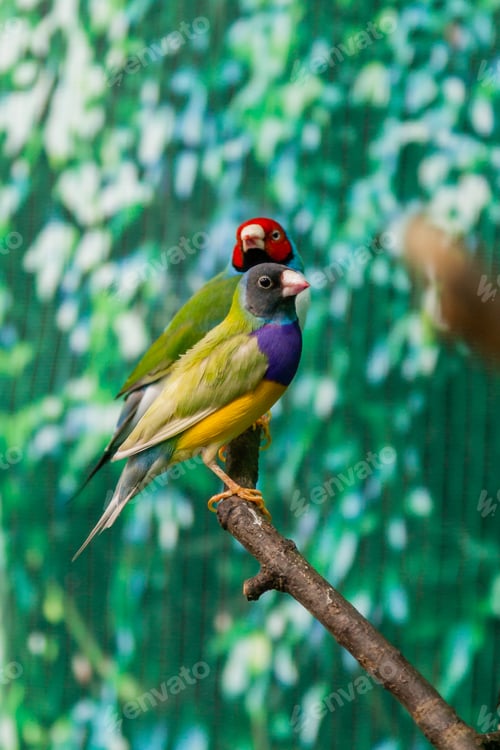 Preview: Beautiful birds Guldova Amadina (Erythrura gouldiae) sitting on a branch