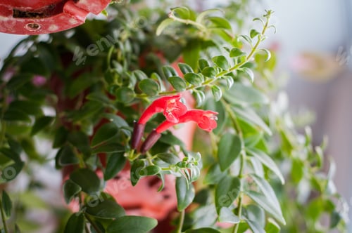 Preview: Aeschynanthus also is known as Lipstick Plant