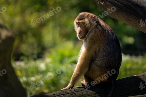 Preview: Monkey sitting on a log in a natural habitat with a blurred green background.