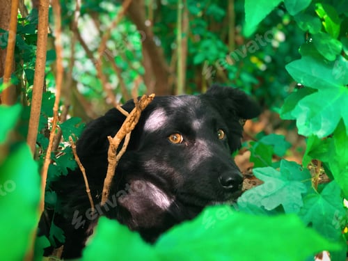 Preview: Portrait of cute black dog with brown eyes hiding behind green leaves in summer