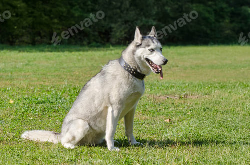Preview: Alert husky sitting on green grass in sunlit park