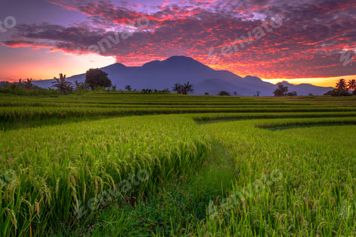 Preview: Beautiful morning view indonesia Panorama Landscape paddy fields