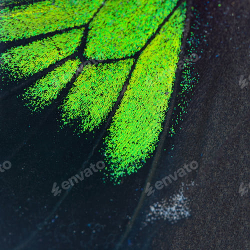 Preview: green and black butterfly wing