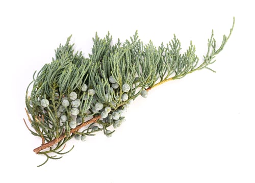 Preview: Juniper twig with cones isolated on white background