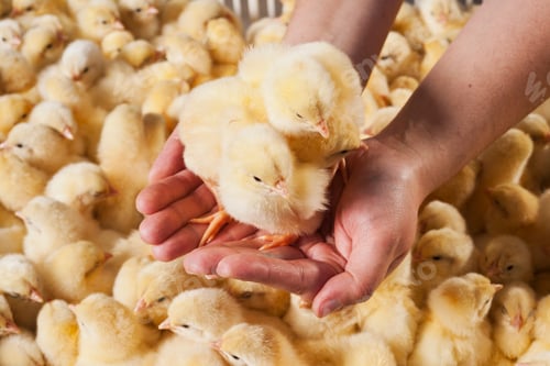 Preview: chick