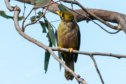 Preview: Australian Bell Miner in Victoria Australia