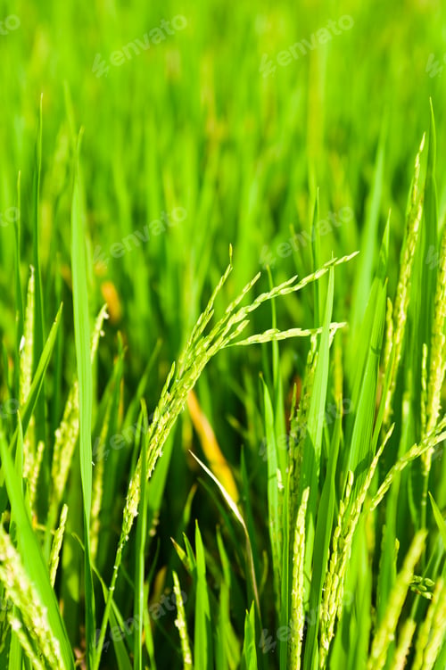 Preview: Close Up Photo of Paddy Fields in Ubud, Asia