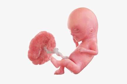 Preview: 12-Week Fetus with Placenta & Umbilical Cord