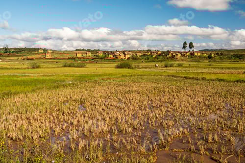 Preview: Paddy rice field landscape in the Madagascar Central Highlands near Ambohimahasoa, Haute Matsiatra R