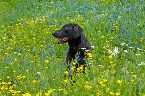 Preview: A black labrador retriever dog sitting in a meadow of tall grasses and yellow wild flowers.