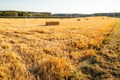Preview: bales on the field near the forest in sunny weather