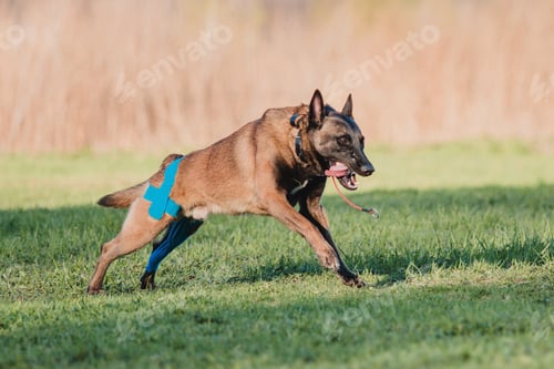 Preview: Working malinois dog. Belgian shepherd dog. Police, guard dog