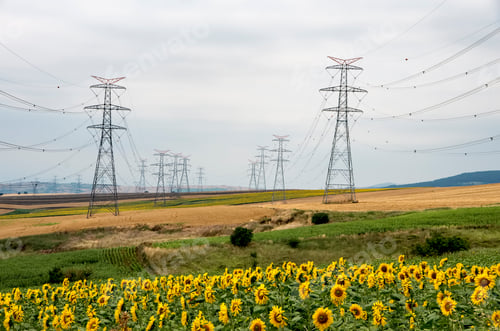 Preview: Sunflower field, Trakya / Turkey. Nature agriculture view.