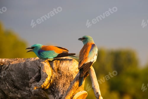 Preview: European roller (Coracias garrulus) bird.