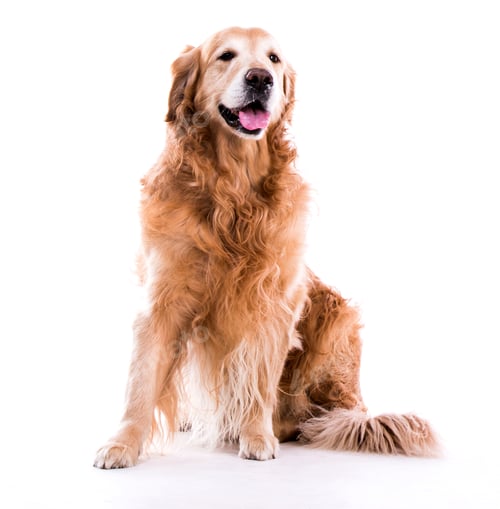 Preview: Beautiful dog golden retriever sitting down