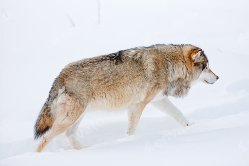 Preview: Canis Lupus strolling on snow in nature