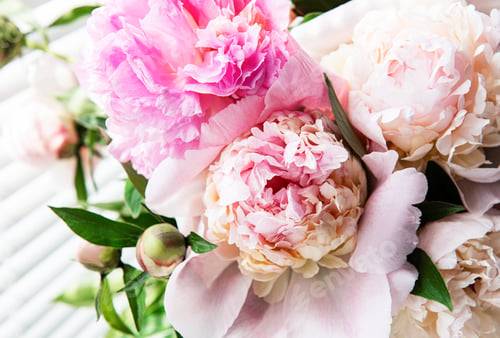 Preview: Peony flowers