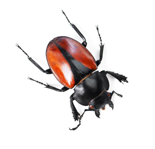 Preview: Bold and beautiful bugs