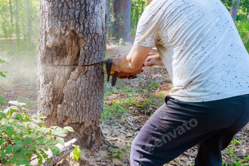 Preview: Using chainsaw, a forester saws wood from old damaged large trees in order to do sanitary pruning