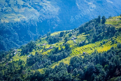 Preview: green field of rice in nepal